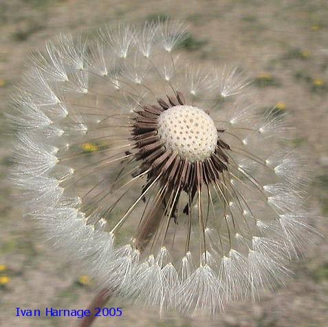 Dandelion